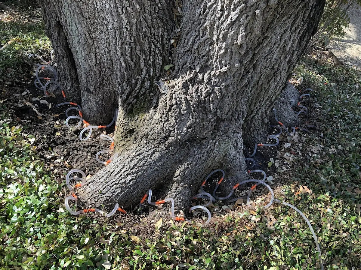 Detailed Tree Cabling and Bracing job site in Hawaiian Gardens