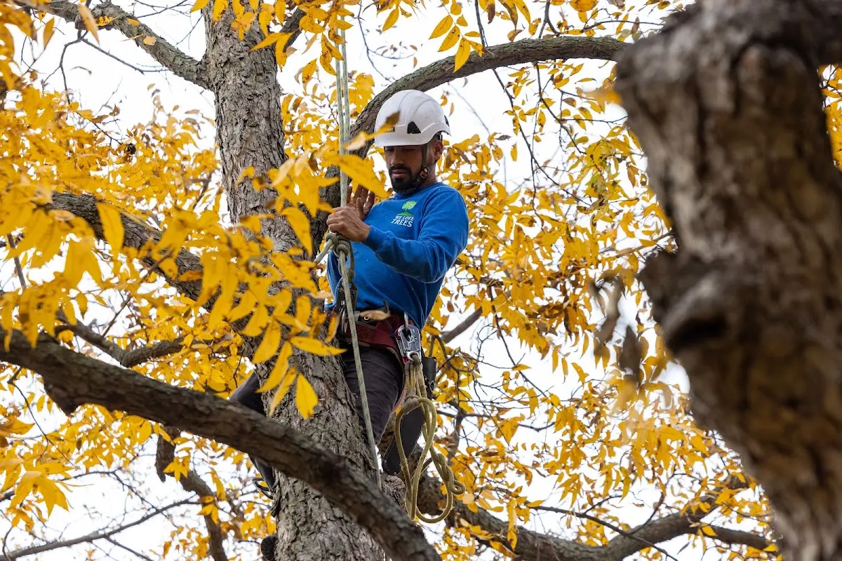 Skilled Tree Disease Treatment crew working in Hawaiian Gardens