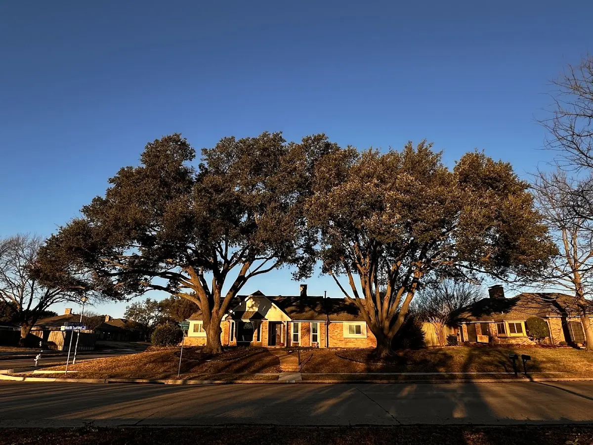 Established residential canopy tree shading a home in Hawaiian Gardens